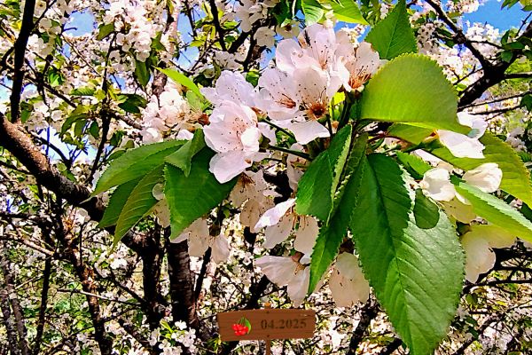 jardin-39A60A96C-3E87-55CB-6350-E4BE094FCE9A.jpg